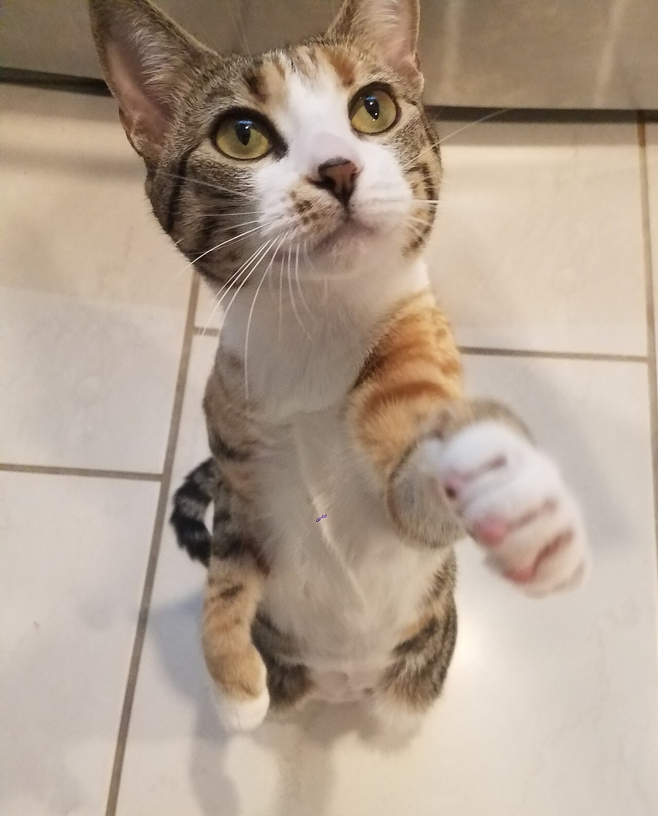 Meet the Staff: Dr. Biscuit Newton