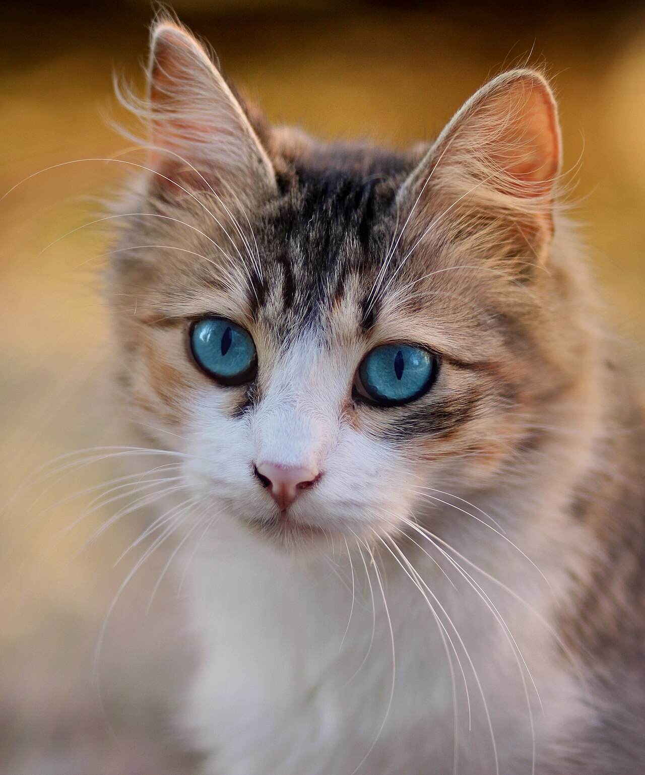 FAQ: Why Did You Knock My Glass of Water Over?